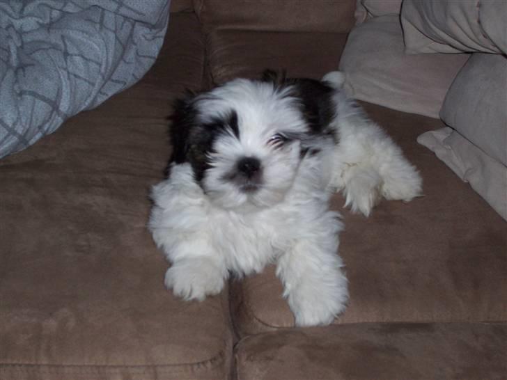 Lhasa apso Fiona R.i.P Fiona 28/09-2018 - Hej jeg hedder Fiona billede 1