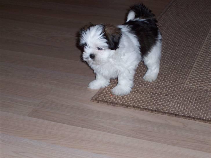 Lhasa apso Fiona R.i.P Fiona 28/09-2018 - Hmmm et nyt hjem, det må jeg lige se på. billede 2