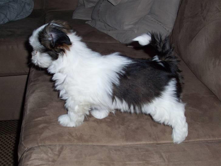 Lhasa apso Fiona R.i.P Fiona 28/09-2018 - Hov hvad er det..??? billede 3