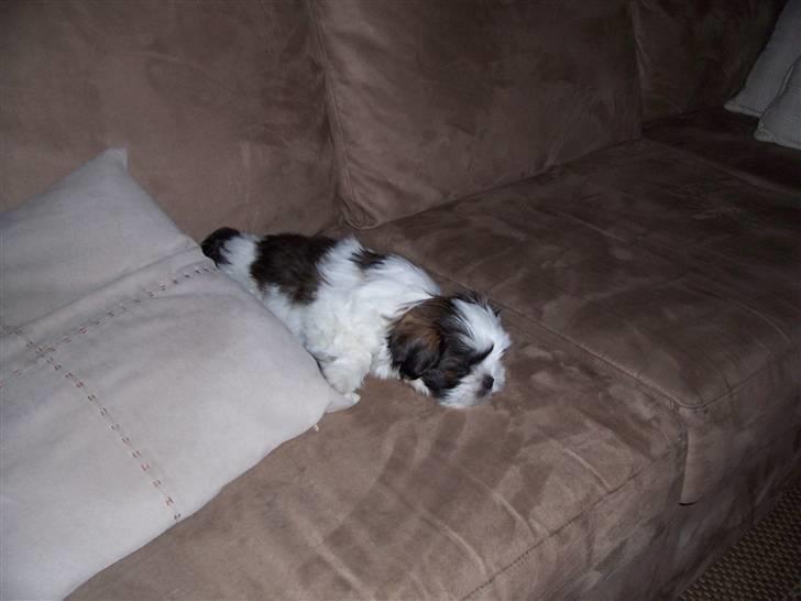 Lhasa apso Fiona R.i.P Fiona 28/09-2018 - Nu er jeg altså træt...zzzzzzzzzzz billede 5