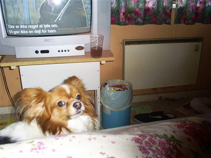 Papillon luffe - luffe ser tv billede 1