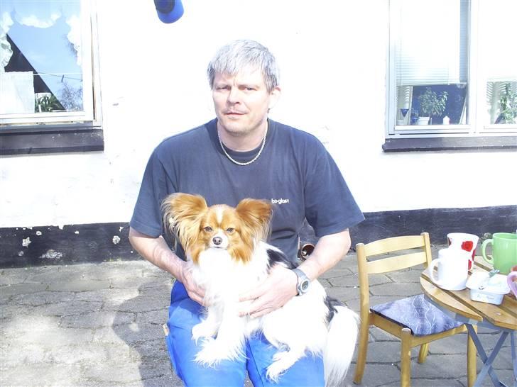 Papillon luffe - luffe sidder på far billede 2