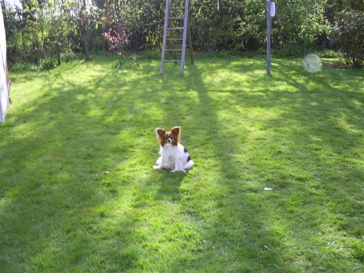 Papillon luffe - luffer driller billede 3