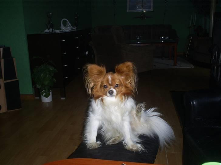 Papillon luffe - luffer ser på miiq billede 5