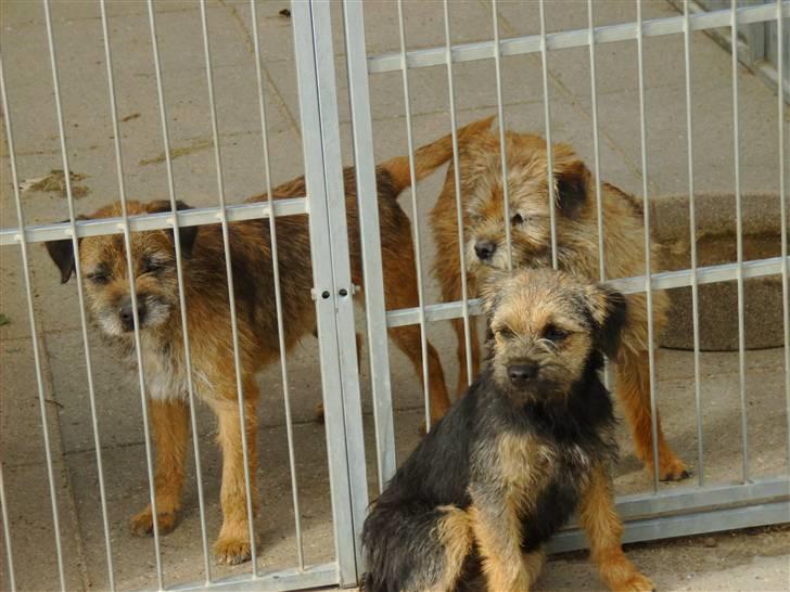 Border terrier Blue Fox - Foxy foran til v. Victor og til h. Krølle billede 9