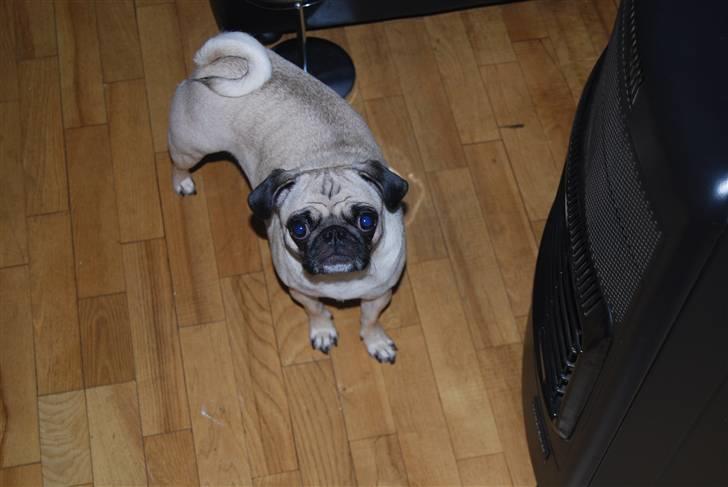 Mops Lola - Lille pigen står og undre sig over hvad jeg dog bruger den der tingest til som blitzer hele tiden ;) billede 1