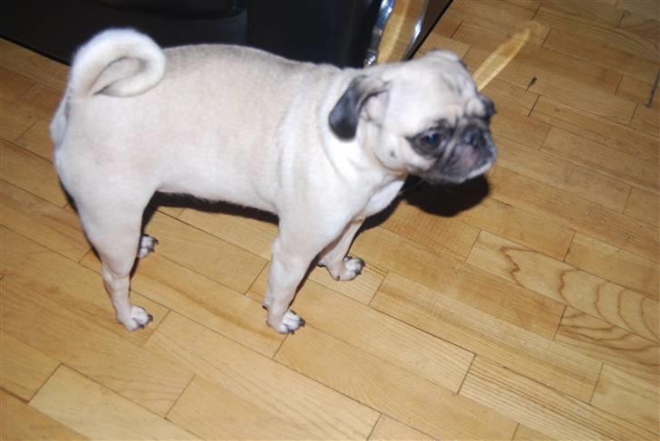 Mops Lola billede 3