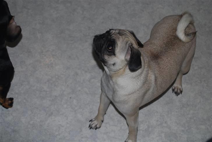 Mops Lola - Ja så skal der tigges ;) billede 5