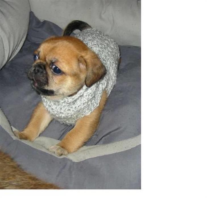 Blanding af racer (mops/pekingeser) Bob billede 13
