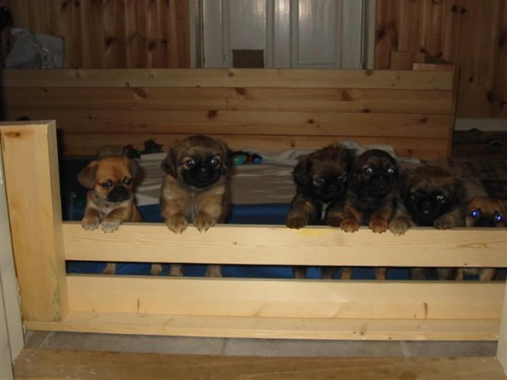 Blanding af racer (mops/pekingeser) Bob billede 14