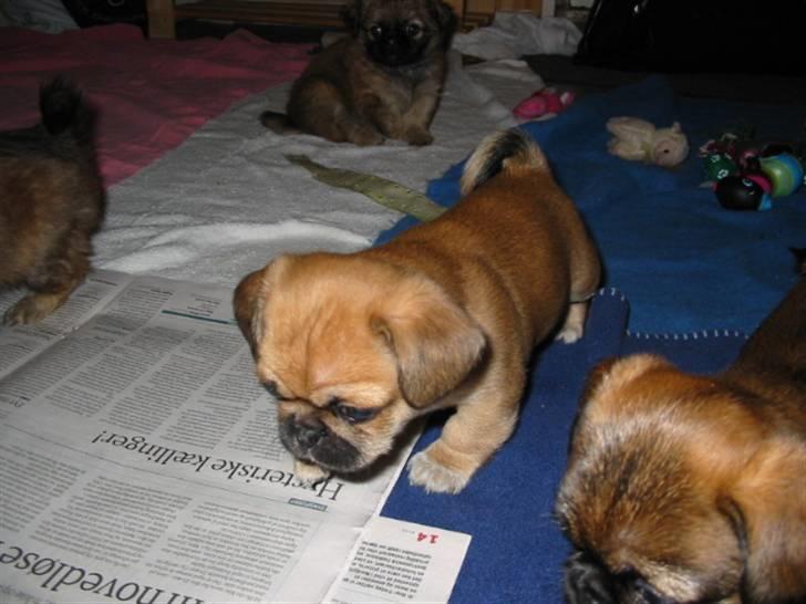 Blanding af racer (mops/pekingeser) Bob billede 15