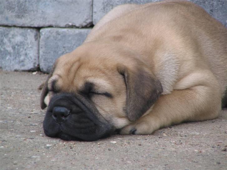 Bullmastiff Brak's nero - hva siger i så tøzer...var jeg ik bare nuttet? billede 1