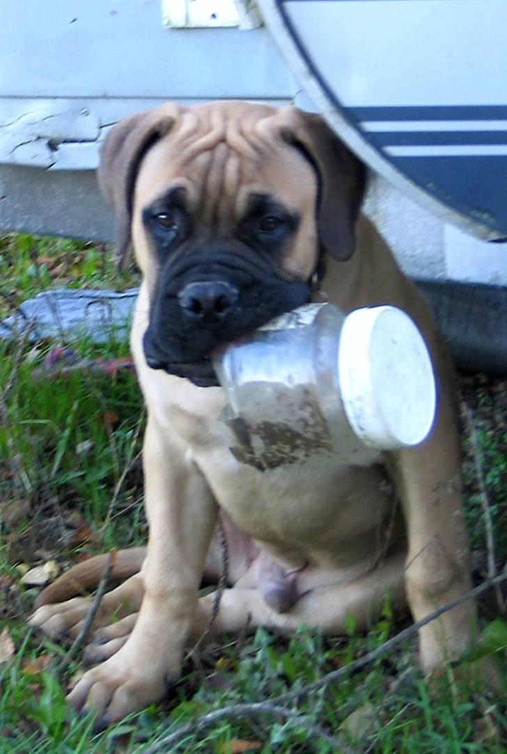 Bullmastiff Brak's nero billede 2