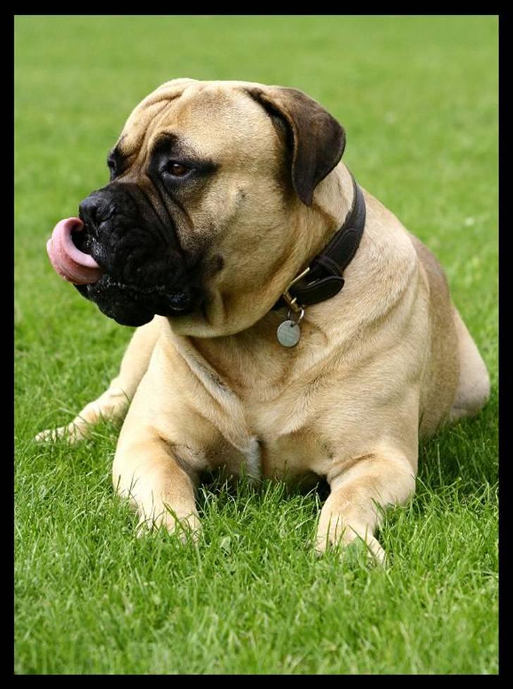 Bullmastiff Brak's nero billede 3