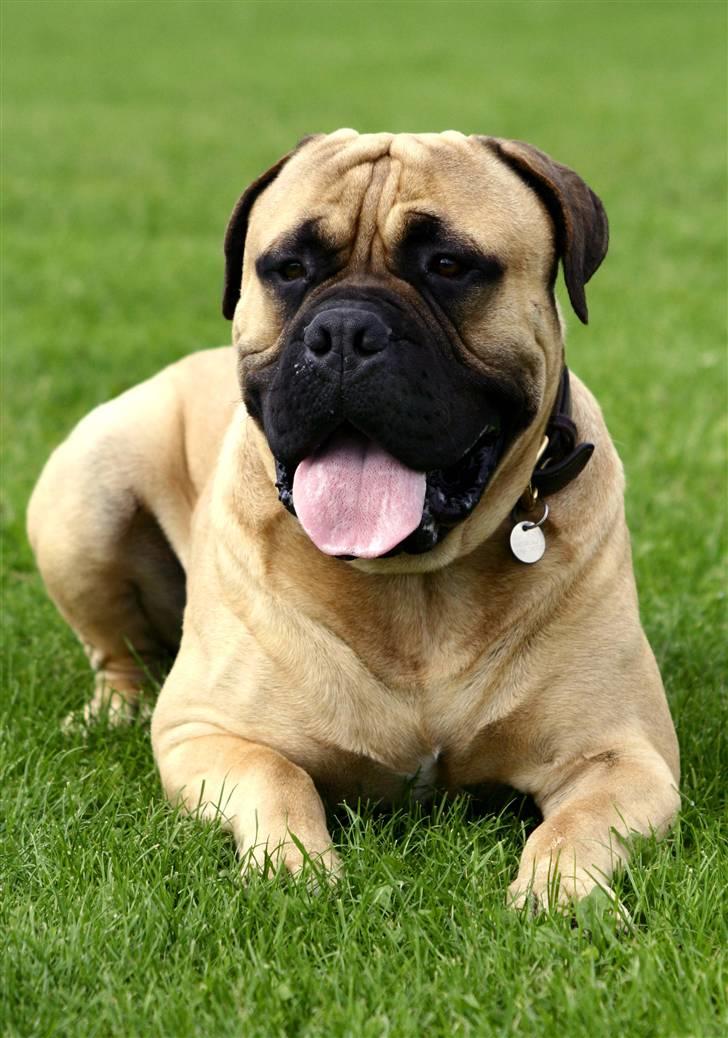 Bullmastiff Brak's nero billede 4