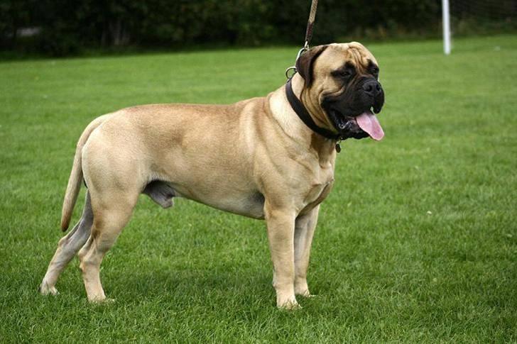 Bullmastiff Brak's nero - 14mdr gammel og lidt af en tyr:o) billede 5