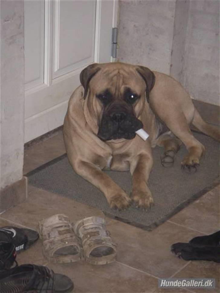 Bullmastiff Brak's nero billede 6