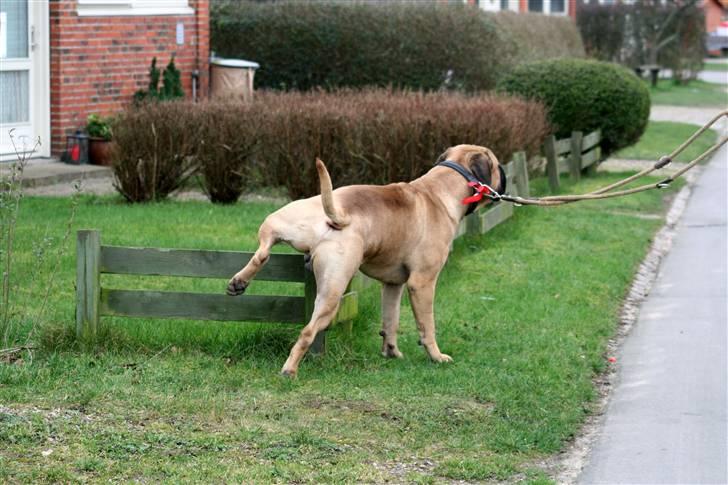 Bullmastiff Brak's nero - det her er OGSÅ min vej... billede 7