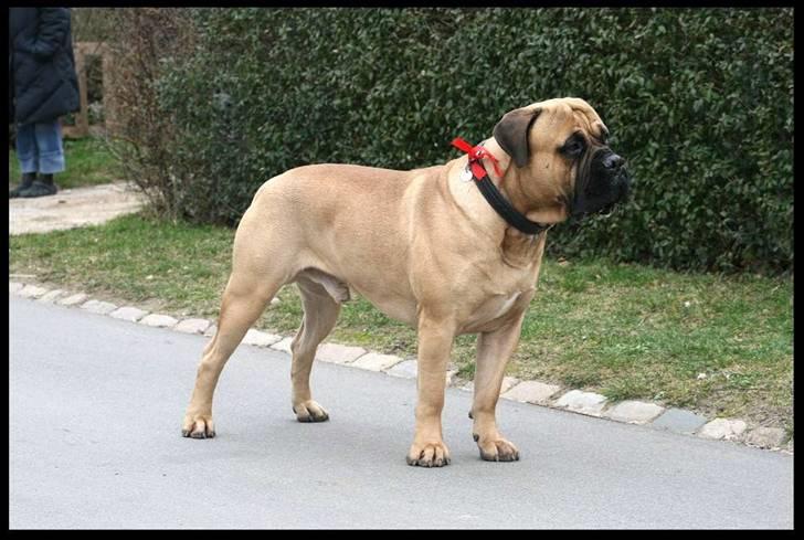 Bullmastiff Brak's nero billede 8