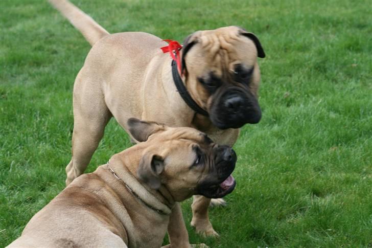 Bullmastiff Brak's nero - årh bonnie dit sure løg...kom nu..vis mig lidt søskendekærlighed...G*.. billede 9