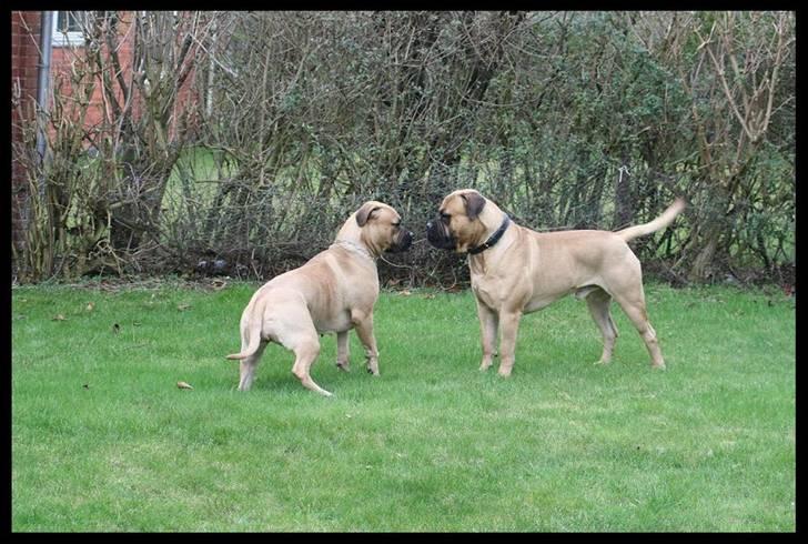 Bullmastiff Brak's nero - min søster Bonnie og jeg på playdate hos pernulle billede 10