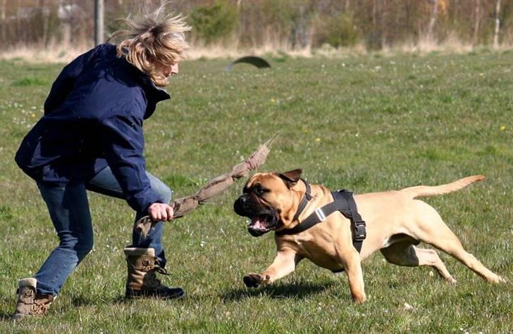 Bullmastiff Brak's nero - jaaaaaaaaa mor...jeg har den!...næsten... billede 11