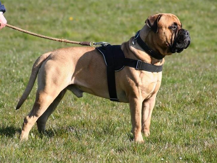 Bullmastiff Brak's nero billede 12