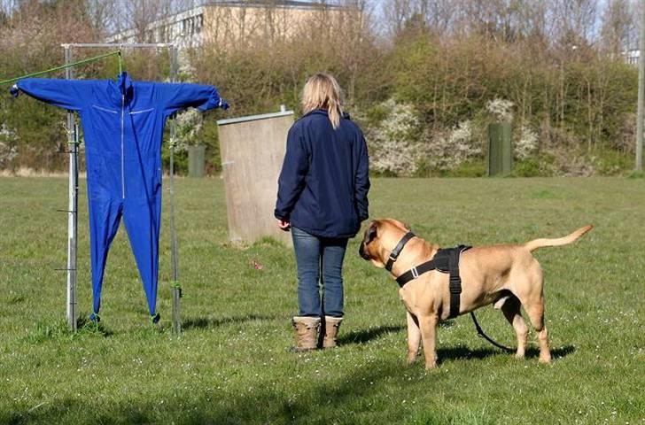 Bullmastiff Brak's nero - fra UHM billede 13