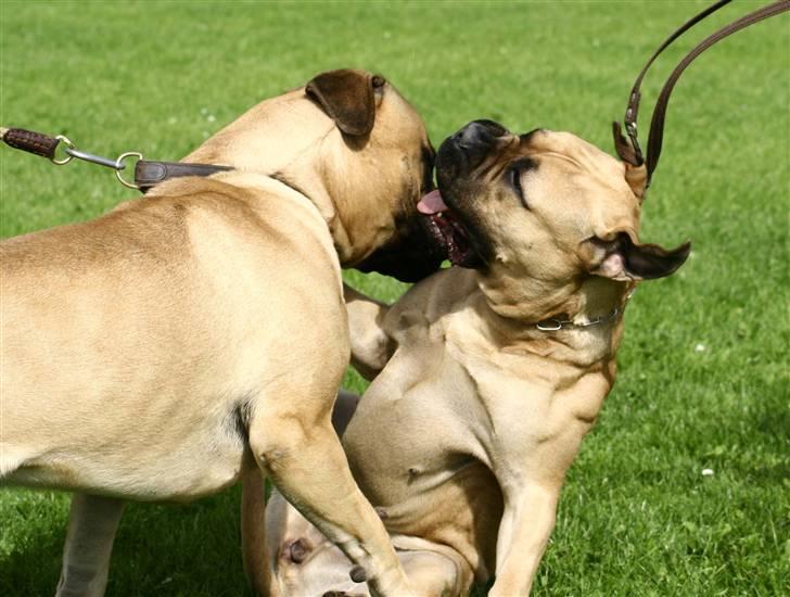 Bullmastiff Brak's nero - det gælder om at passe på knæskallerne når bonnie og nero leger! billede 14