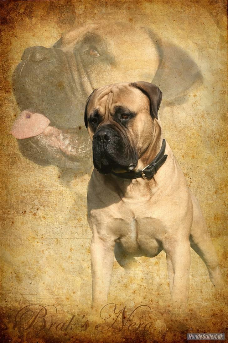 Bullmastiff Brak's nero - collage lavet af line madsen billede 15