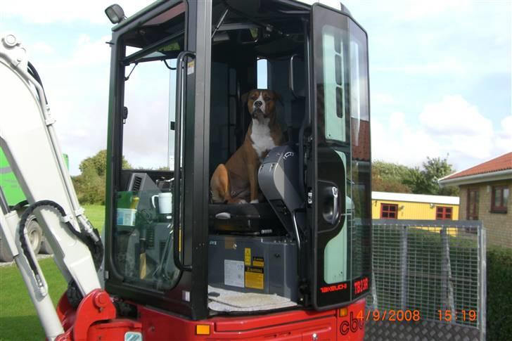 Amerikansk staffordshire terrier Donna  billede 13