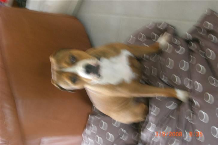 Amerikansk staffordshire terrier Donna  billede 14