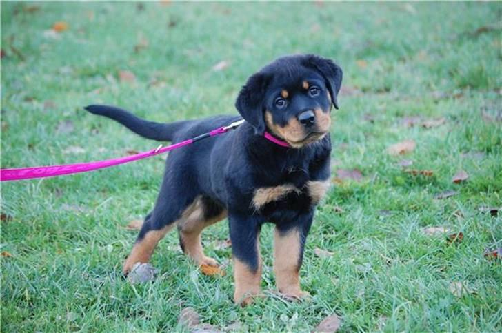 Rottweiler Brown Emma´s Yaska - hvad er det for en du har i hånden? billede 1