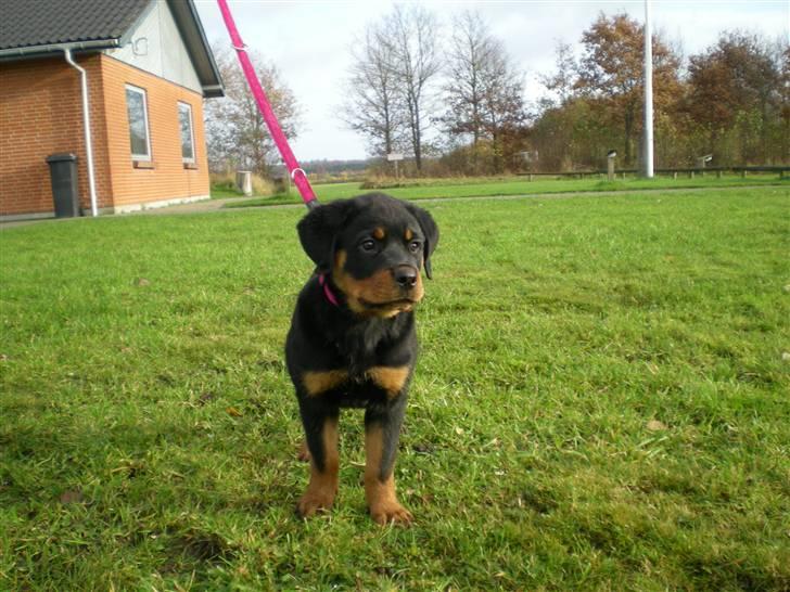 Rottweiler Brown Emma´s Yaska - 12 uger gammel, med til træning.. billede 2