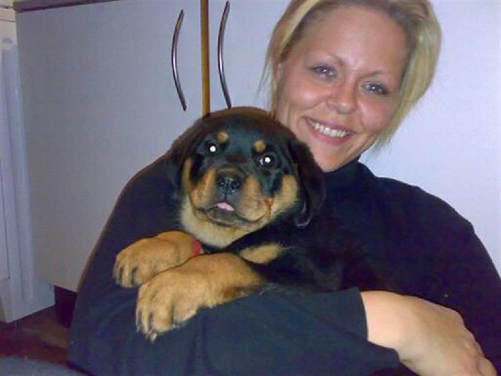 Rottweiler Brown Emma´s Yaska - første aften hos os.. billede 3