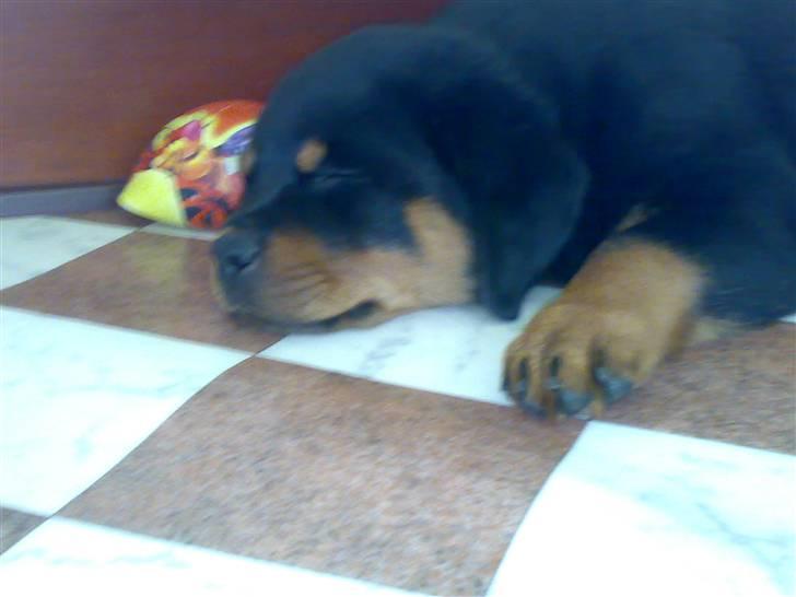 Rottweiler Brown Emma´s Yaska - lige flyttet ind, og er blevet træt.. billede 4