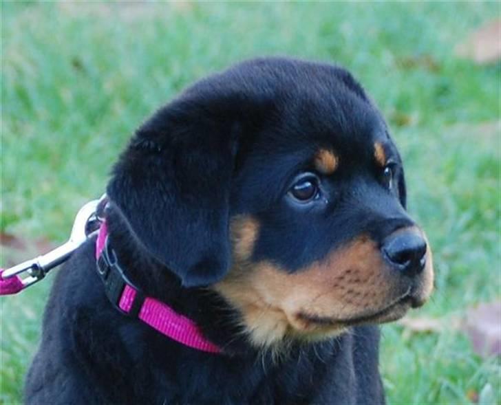 Rottweiler Brown Emma´s Yaska - lurer lige på de store hunde til træning.. billede 5