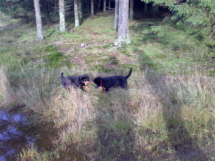 Rottweiler Brown Emma´s Yaska - to søskende der er med til træning i skoven.. billede 6