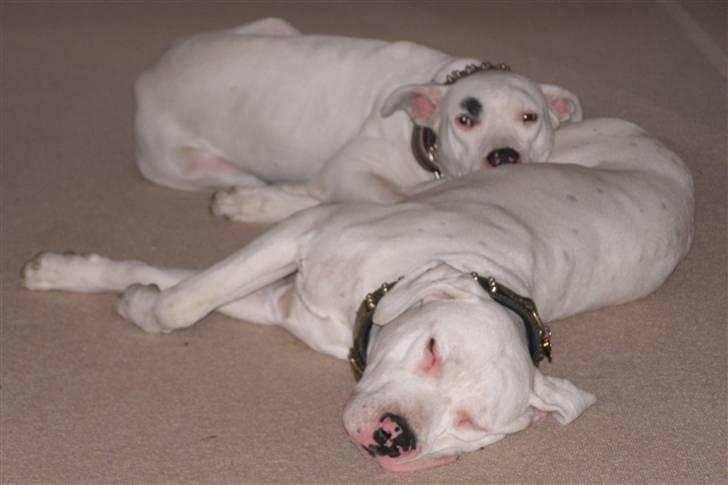 Dogo argentino Naobi - Her hygger hun med sin afdøde bror Pablo billede 4