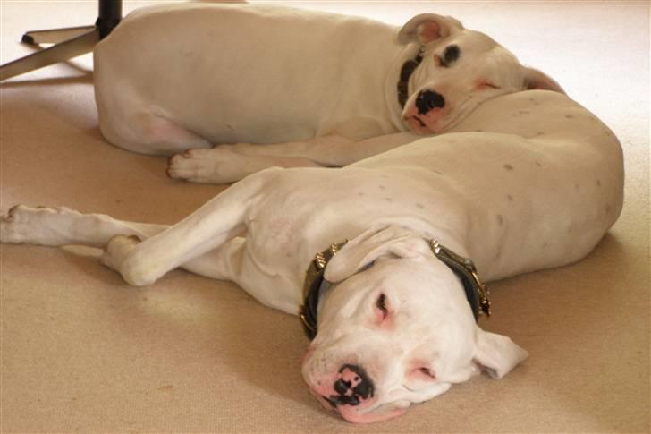 Dogo argentino Naobi - Igen med Pablo (hun savner ham) billede 5