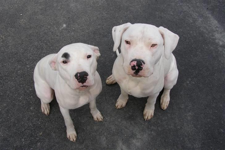 Dogo argentino Naobi - Se hvor smukke de er... billede 6