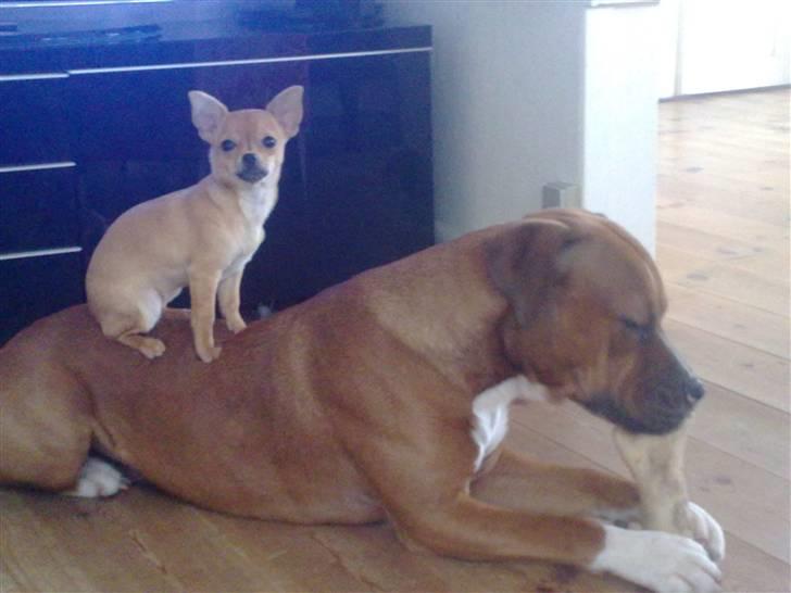 Chihuahua Kimie - Helt ærligt! Han vil slet ikke dele!!? billede 10