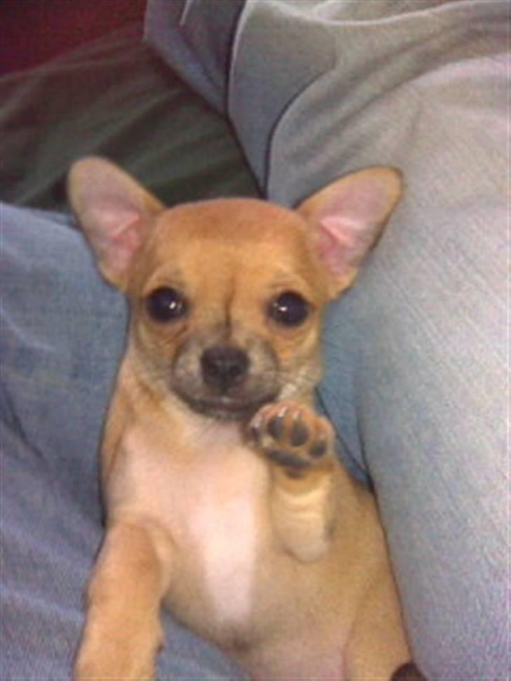 Chihuahua Kimie - Vinke vinke! Kom snart igen og se til mig :) billede 11