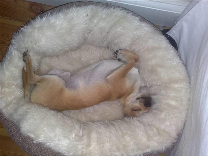 Chihuahua Kaare - Mmm... Er der noget bedre end en ny kurv? billede 15