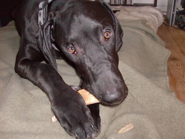 Grand danois Tiny og Otis - tiny billede 3