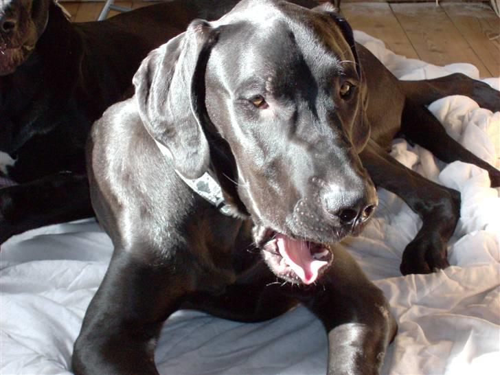 Grand danois Tiny og Otis - tiny billede 4