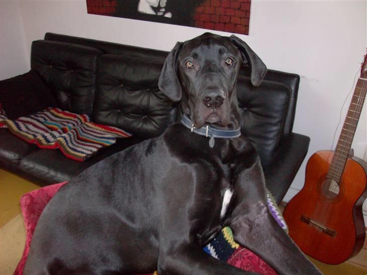 Grand danois Tiny og Otis - otis billede 5