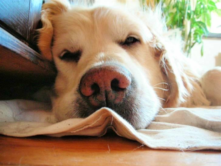 Golden retriever Hermann - Lad mig nu sove-.- billede 1