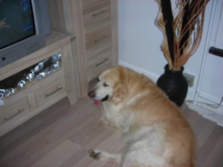 Golden retriever Hermann - Ja jeg er fin smut nu:) billede 2