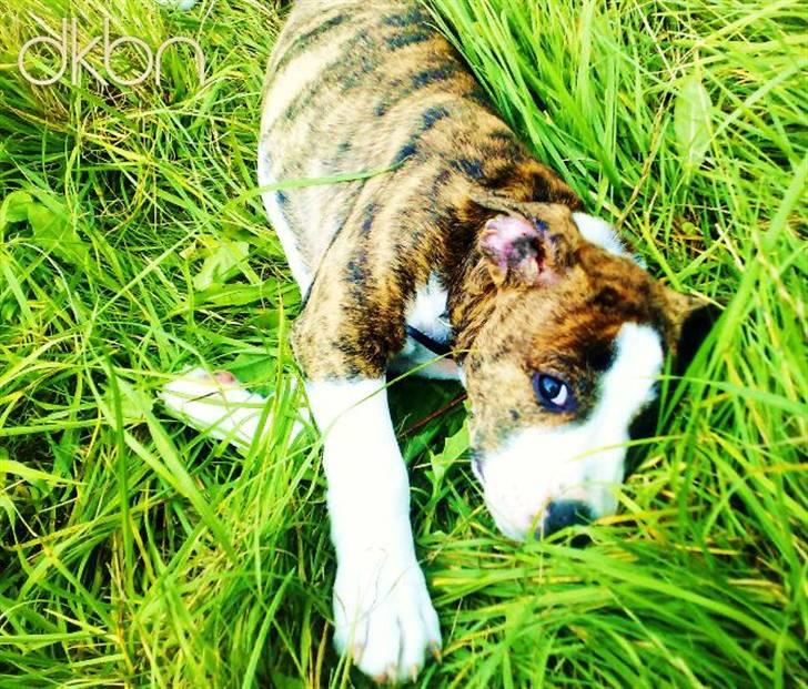 Blanding af racer Lou Bennet - Min øjesten <33 få dage efter mig og min kæreste havde hentet ham . 8 uger <33 billede 1